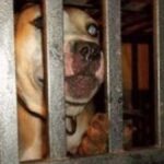 Federal Raid Uncovers Horrifying Dogfighting Operation as Convicted Felon Faces Years Behind Bars