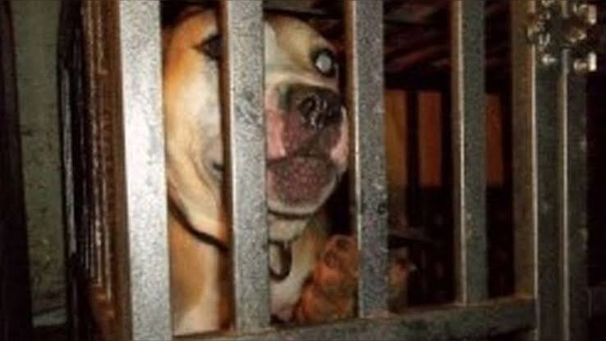 Federal Raid Uncovers Horrifying Dogfighting Operation as Convicted Felon Faces Years Behind Bars