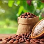 Africa's Biggest Cocoa Producers Declare War on the Old Trade System as Historic Alliance Targets Global Chocolate Giants