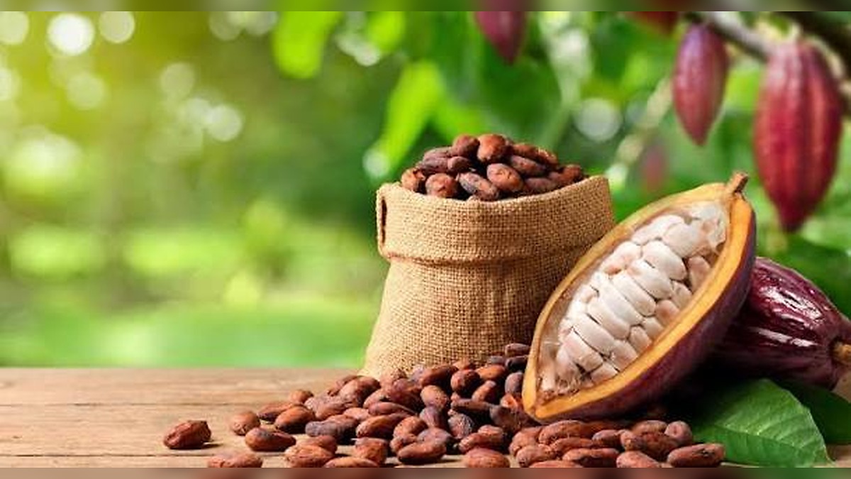 Africa's Biggest Cocoa Producers Declare War on the Old Trade System as Historic Alliance Targets Global Chocolate Giants