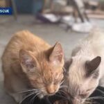 Florida Hoarder House Horror Exposed as Missing Family Cats Turn Up Alive in Shocking Animal Rescue