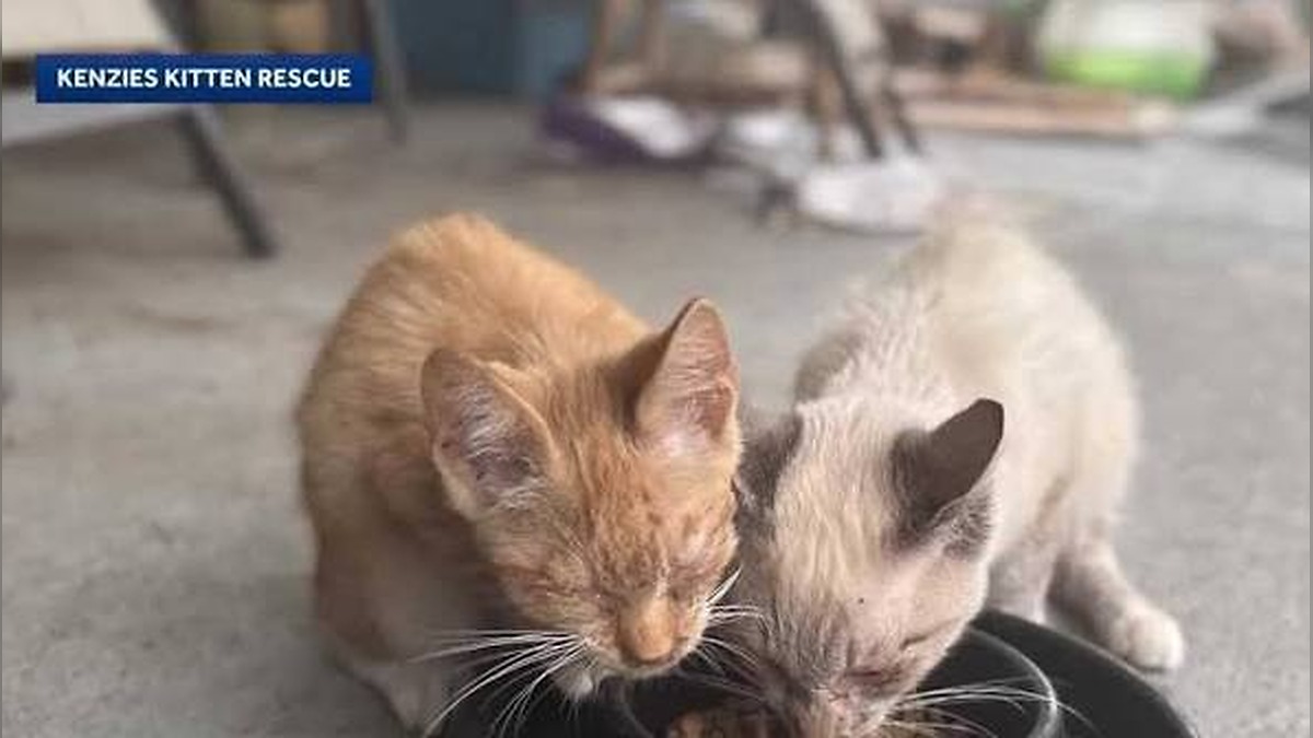 Florida Hoarder House Horror Exposed as Missing Family Cats Turn Up Alive in Shocking Animal Rescue