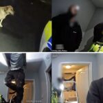 Fleeing E-Scooter Rider Abandons Dog, Only for Loyal Labrador to Lead Police Straight to Him