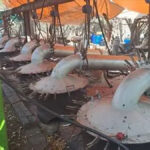 Limpopo Police Uncover Alleged R600 Million Crystal Meth Operation as Five Suspects Arrested at Musina Farm