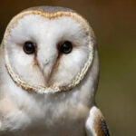 Little Regina’ Joins British Army Crew After Barn Owl Survives Three Falls Into Sea During Round Britain Race
