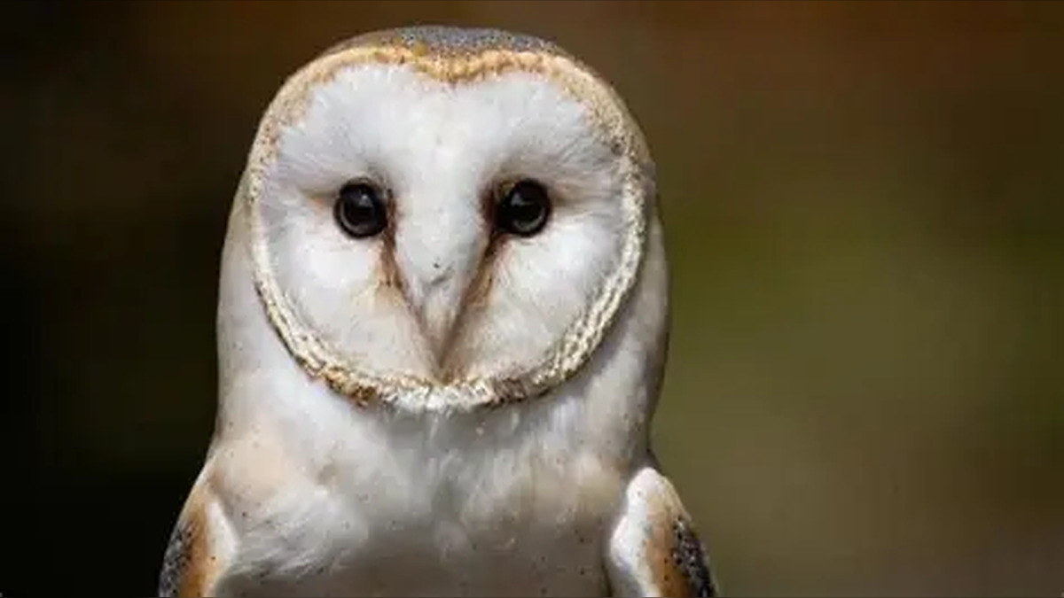 Little Regina’ Joins British Army Crew After Barn Owl Survives Three Falls Into Sea During Round Britain Race