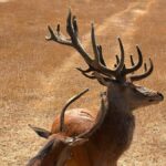 Stag