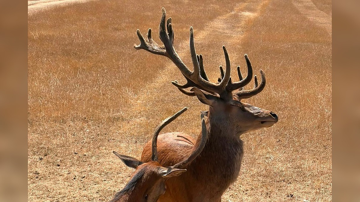 Stag