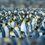 Cut-Marked Bones Reveal How Thousands of Penguins Were Hunted for Their Fat