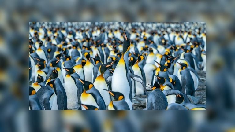 Cut-Marked Bones Reveal How Thousands of Penguins Were Hunted for Their Fat