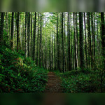 From Stress Relief to Blood Pressure: The Surprising Health Claims Behind Forest Bathing
