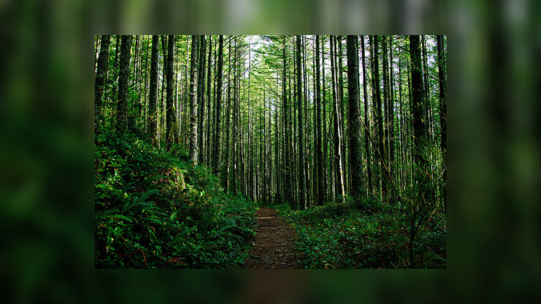 From Stress Relief to Blood Pressure: The Surprising Health Claims Behind Forest Bathing