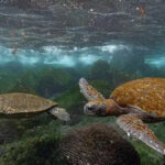 Galapagos Sea Turtles Break Migration Expectations as Researchers Discover They Rarely Leave Protected Waters