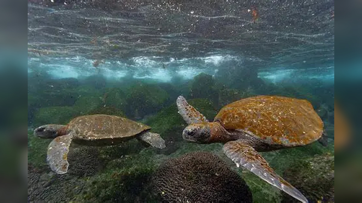 Galapagos Sea Turtles Break Migration Expectations as Researchers Discover They Rarely Leave Protected Waters