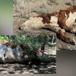 Oregon Cattle Found Mutilated