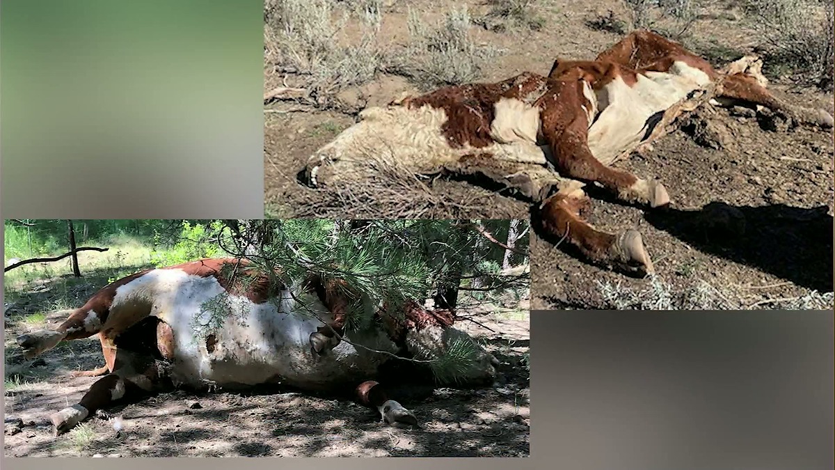 Oregon Cattle Found Mutilated