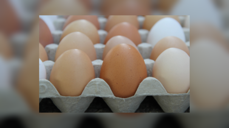 36 Salmonella Cases Raise Alarm as UK Orders Withdrawal of Contaminated Imported Eggs
