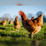 £430 Government Support Available as Bird Flu Returns to Britain and Officials Demand Stronger Biosecurity