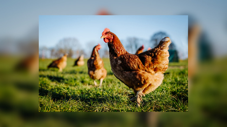 £430 Government Support Available as Bird Flu Returns to Britain and Officials Demand Stronger Biosecurity
