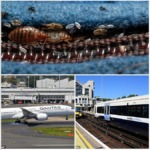 Bed Bugs Invade Trains and Aircraft as Qantas Flight Is Grounded After Passengers Report Bites