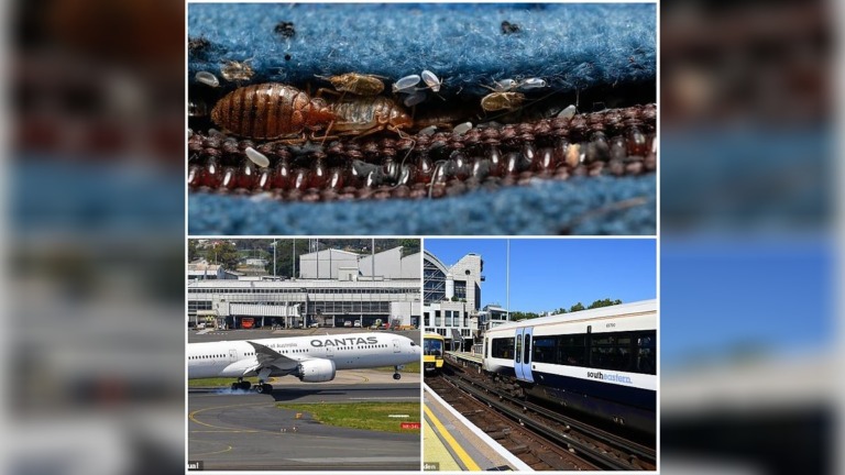 Bed Bugs Invade Trains and Aircraft as Qantas Flight Is Grounded After Passengers Report Bites