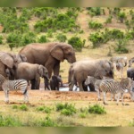Beyond the Elephants: The Elusive Predators and Rare Wildlife Hiding in Addo National Park