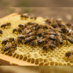 Costa Rica’s Bee Industry Faces Legal Battle Over Strict Hive Limits and Commercial Restrictions