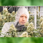 Jersey’s £17 Million Cannabis Industry Faces Fresh Questions After Coroner’s Findings on Patient’s Death