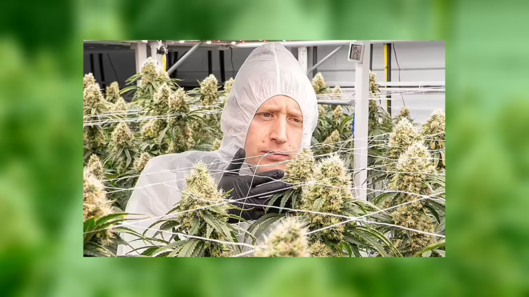 Jersey’s £17 Million Cannabis Industry Faces Fresh Questions After Coroner’s Findings on Patient’s Death