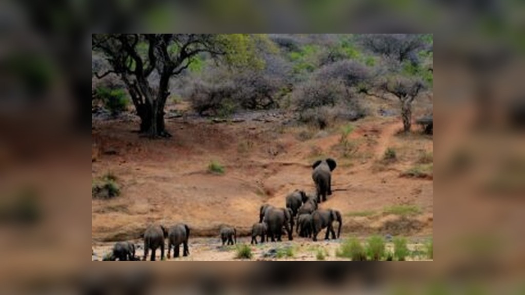 Kruger Fees Rise to R140 as SANParks Announces New Conservation Charges From November