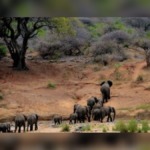 Kruger Fees Rise to R140 as SANParks Announces New Conservation Charges From November