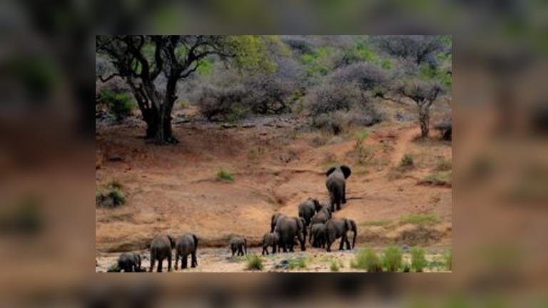 Kruger Fees Rise to R140 as SANParks Announces New Conservation Charges From November