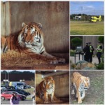 Man Mauled to Death by Siberian Tiger at Yorkshire Wildlife Park as Police Warn Against Sharing Footage