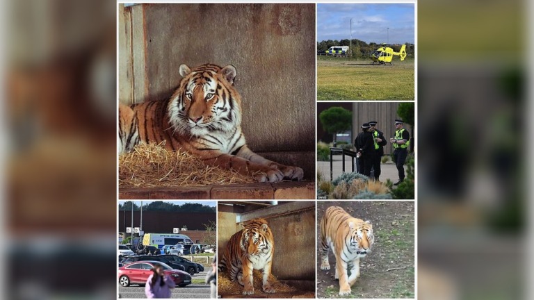 Man Mauled to Death by Siberian Tiger at Yorkshire Wildlife Park as Police Warn Against Sharing Footage