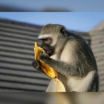 Monkey Shot in Durban Suburb Dies After Suffering Multiple Pellet Wounds and Paralysis