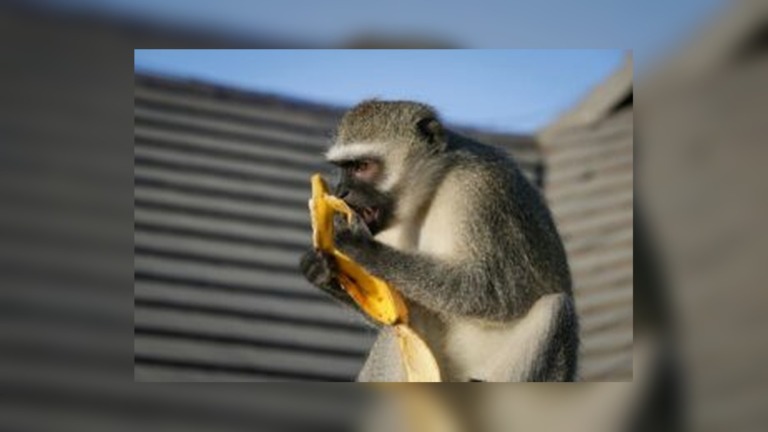 Monkey Shot in Durban Suburb Dies After Suffering Multiple Pellet Wounds and Paralysis