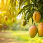 Nigerian Farmers Demand Women-Friendly Tractors as Mango Association Announces Massive Planting Drive