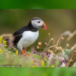 Puffins, Owls and Hedgehogs to Replace Britain’s Historic Figures on Future Banknotes