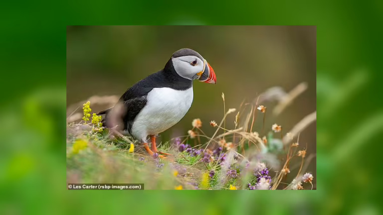 Puffins, Owls and Hedgehogs to Replace Britain’s Historic Figures on Future Banknotes