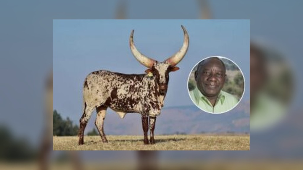 Ramaphosa’s Cattle Empire Makes Headlines as Ankole Heifer Fetches Record R6.4 Million at Auction