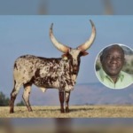 Ramaphosa’s Cattle Empire Makes Headlines as Ankole Heifer Fetches Record R6.4 Million at Auction