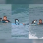 Surf’s Up!’ Curious Penguin Turns Swimmer’s Bodyboard Into an Unexpected Ride