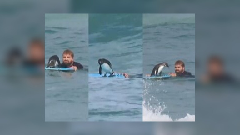Surf’s Up!’ Curious Penguin Turns Swimmer’s Bodyboard Into an Unexpected Ride