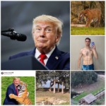 Trump Under Fire Over Social Media Posts Featuring British Man’s Death in Tiger Enclosure