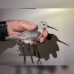 Wembere’s Incredible 25,000km Journey Exposes the Hidden Crisis Facing Migratory Birds