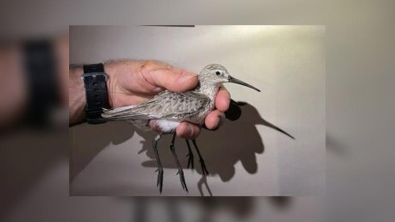 Wembere’s Incredible 25,000km Journey Exposes the Hidden Crisis Facing Migratory Birds