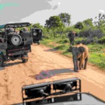 Why Visiting Kruger National Park in Winter Could Cost You More Than You Expect