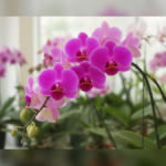 Why Your Orchid Has Healthy Leaves but No Flowers: Five Changes That Could Trigger New Blooms