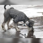 Your Dog May Love Rainy Walks, but These Hidden Dangers in Puddles Could Prove Deadly