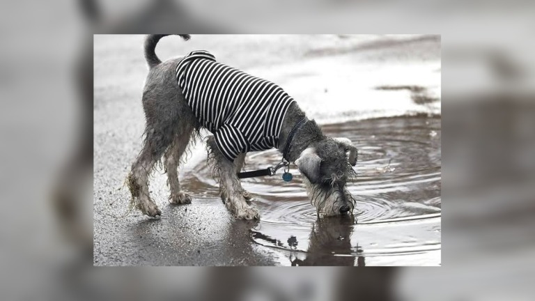 Your Dog May Love Rainy Walks, but These Hidden Dangers in Puddles Could Prove Deadly